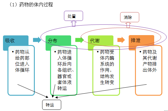 药物体内过程基础知识--执业药师考试知识点